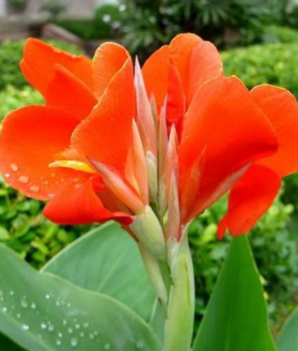 水生美人蕉(紅色)